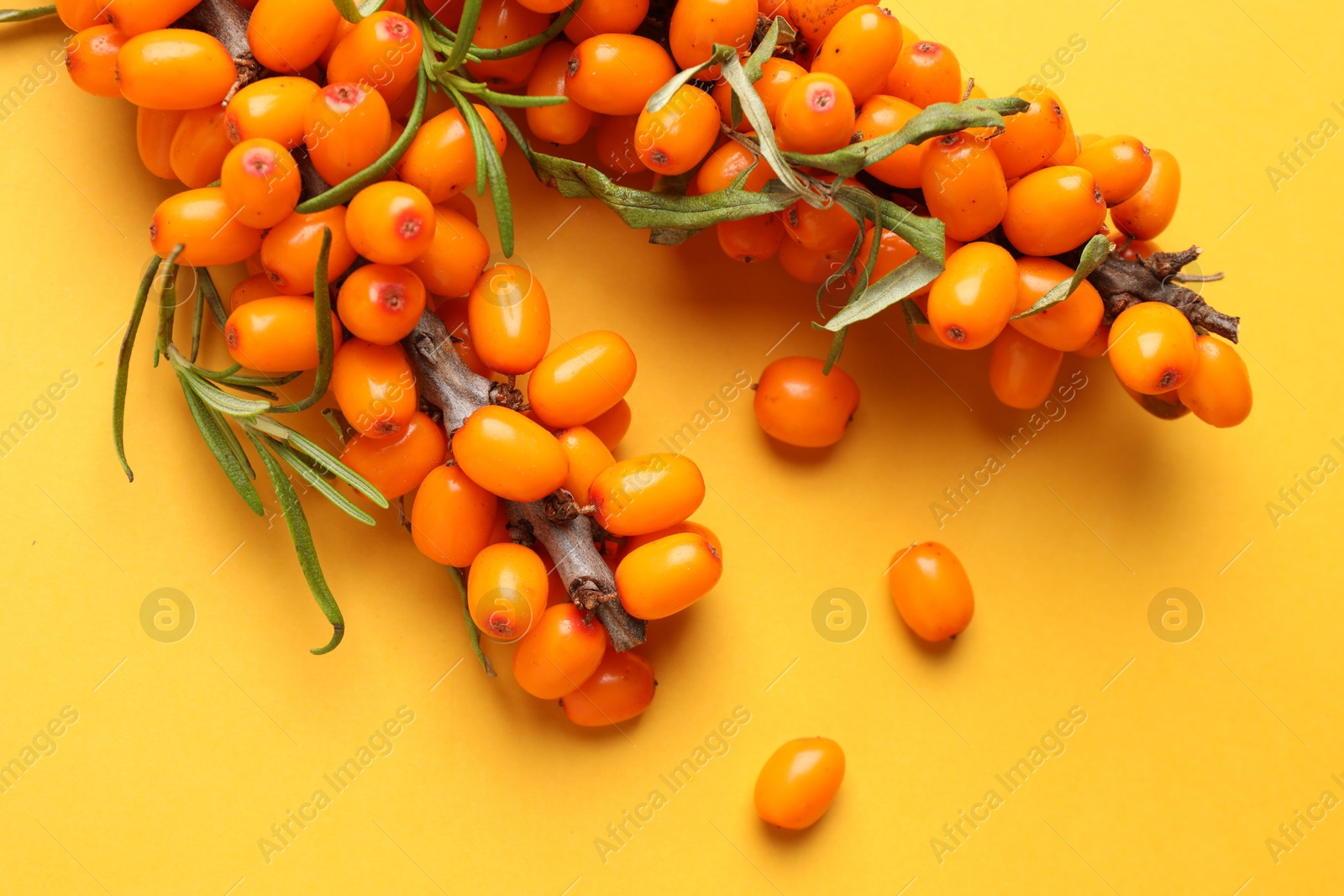Photo of Branches with ripe sea buckthorn berries and leaves on yellow background, flat lay