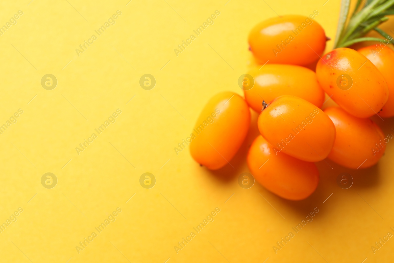 Ripe sea buckthorn berries on yellow background, flat lay. Space for text Photo of Ripe sea buckthorn berries on yellow background, flat lay. Space for text