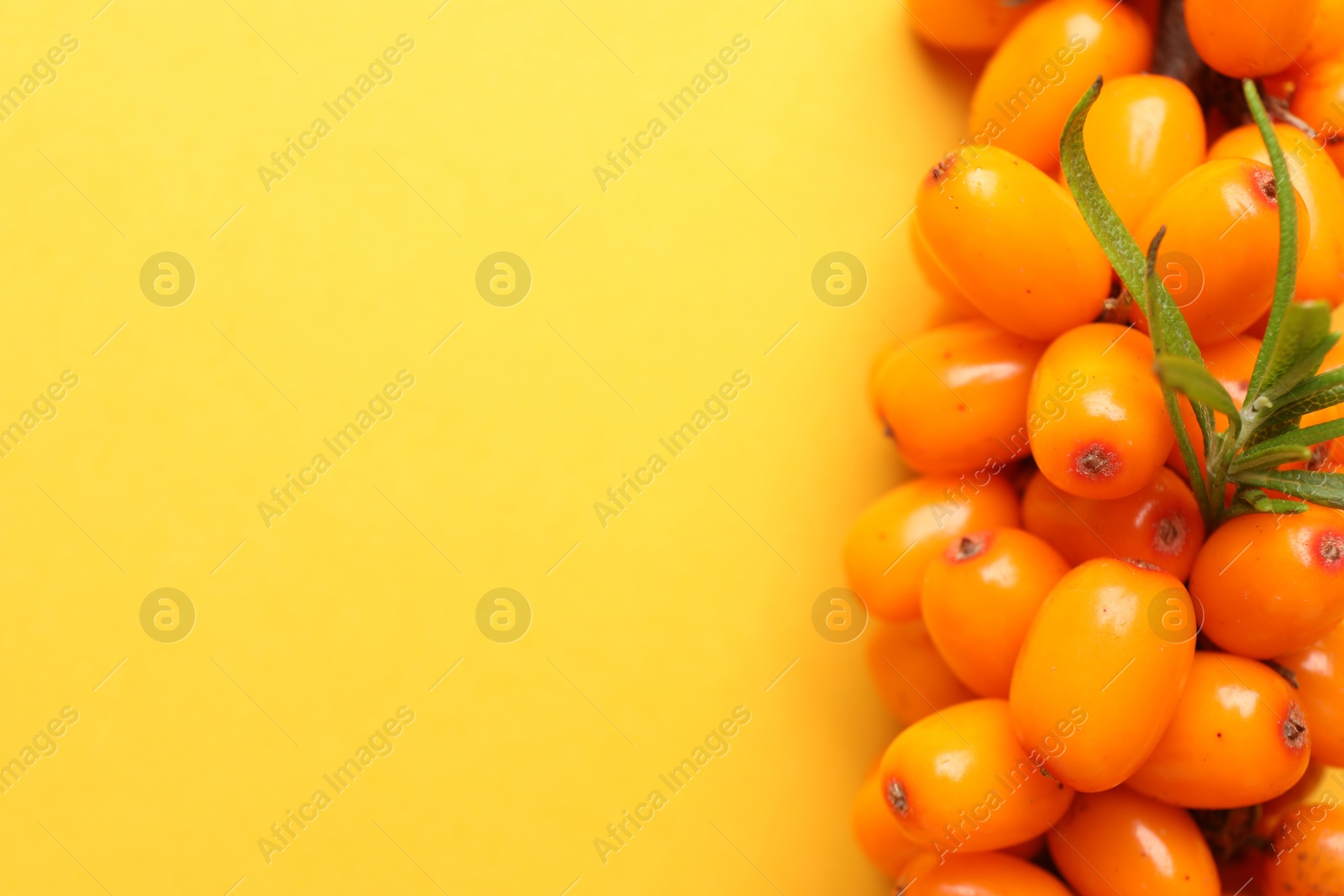 Photo of Ripe sea buckthorn berries and leaves on yellow background, above view. Space for text