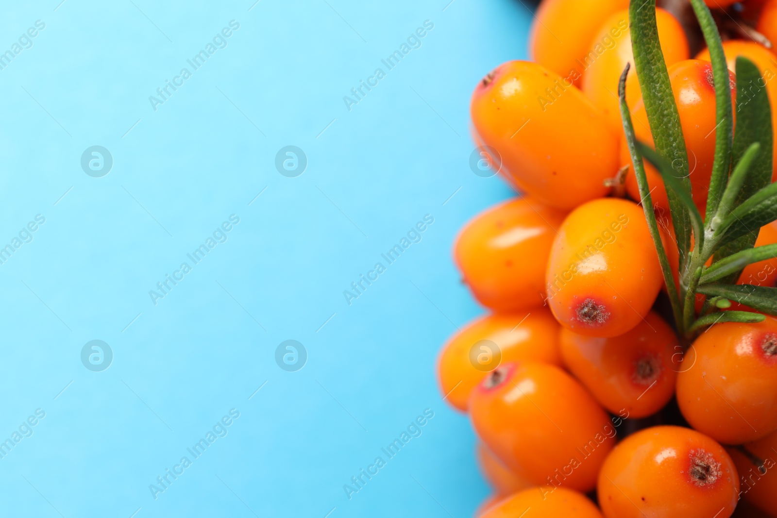 Photo of Ripe sea buckthorn berries and leaves on light blue background, above view. Space for text