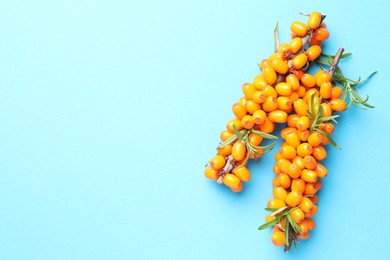 Photo of Branches with ripe sea buckthorn berries and leaves on light blue background, top view. Space for text
