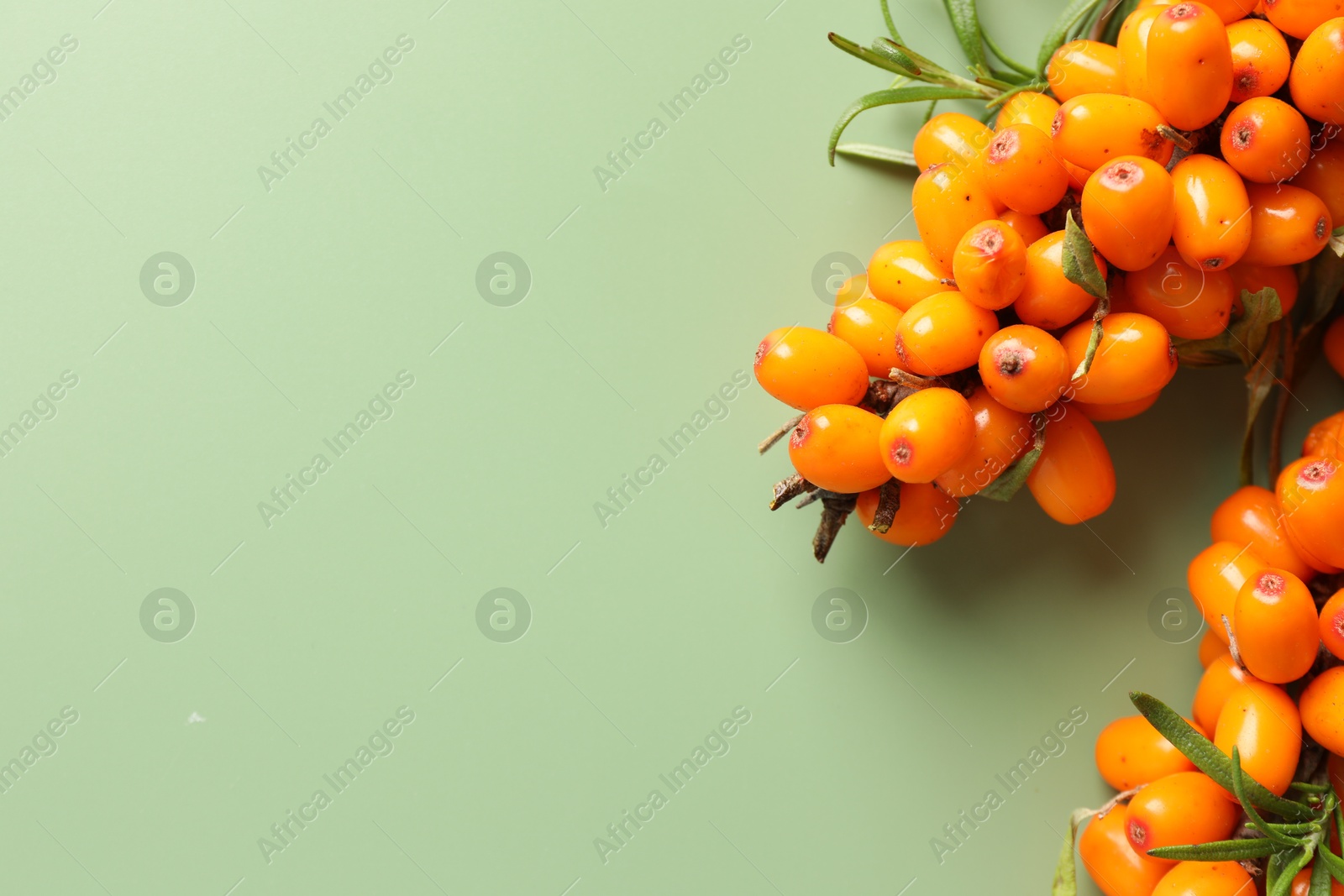 Photo of Branches with ripe sea buckthorn berries and leaves on green background, top view. Space for text