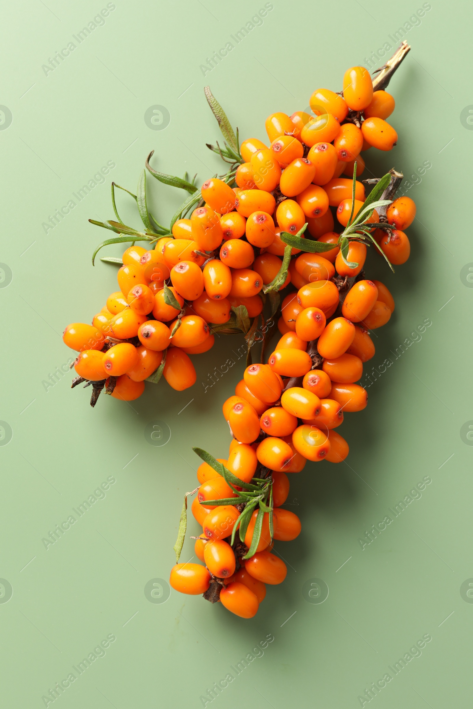 Photo of Branches with ripe sea buckthorn berries and leaves on green background, top view