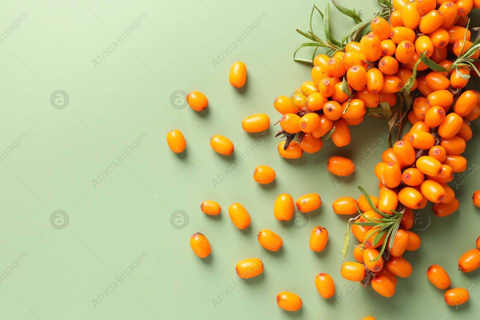 Photo of Branches with ripe sea buckthorn berries and leaves on green background, flat lay. Space for text
