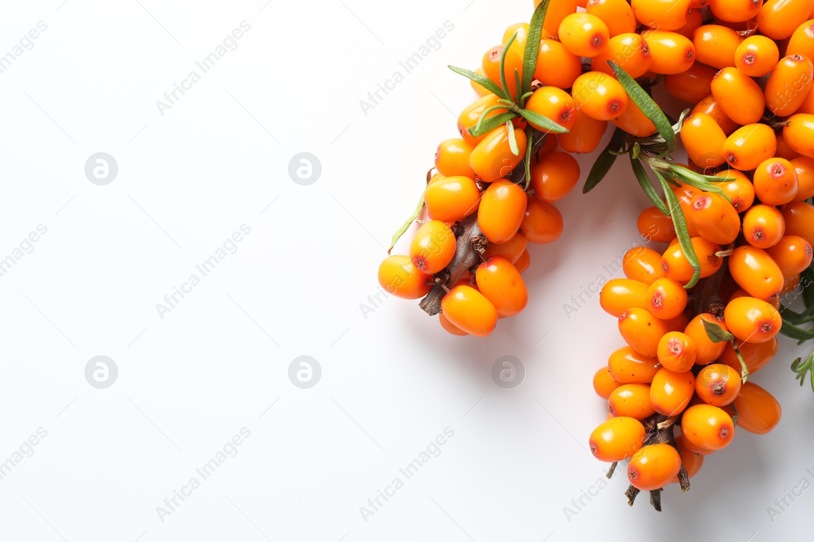 Photo of Branches with ripe sea buckthorn berries and leaves on white background, flat lay. Space for text
