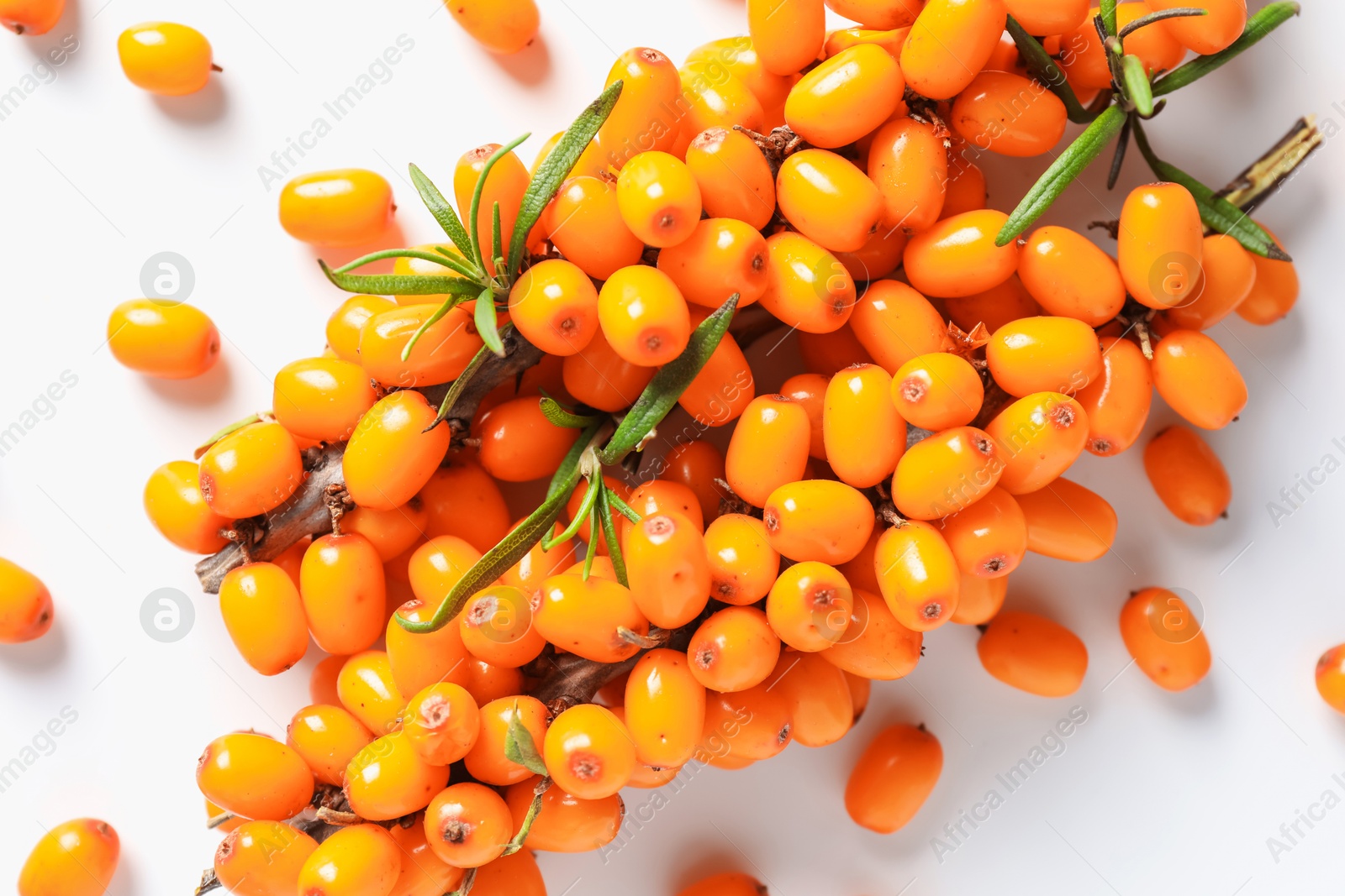 Photo of Branches with ripe sea buckthorn berries and leaves on white background, flat lay