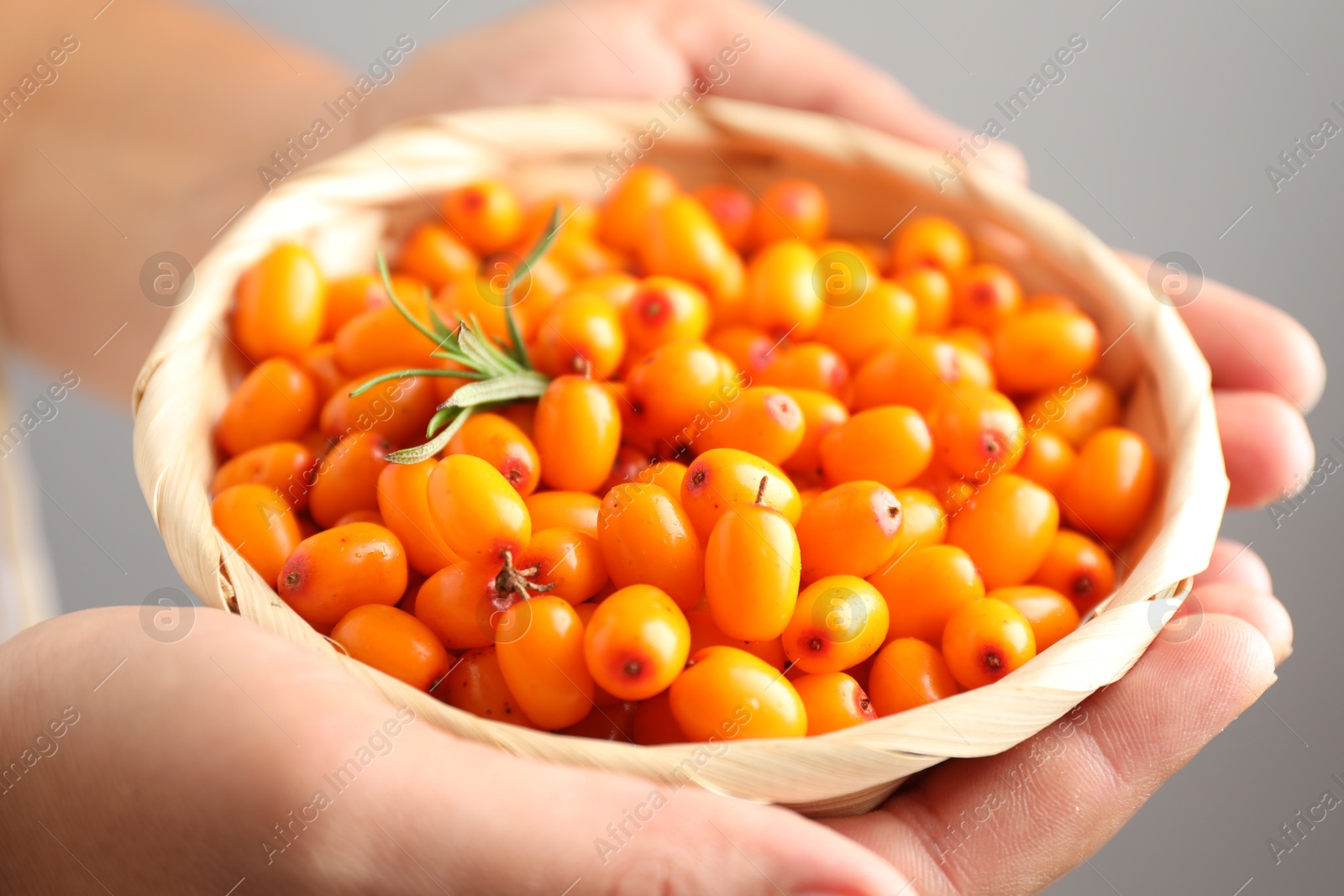Photo of Woman with ripe sea buckthorn berries against grey background, closeup