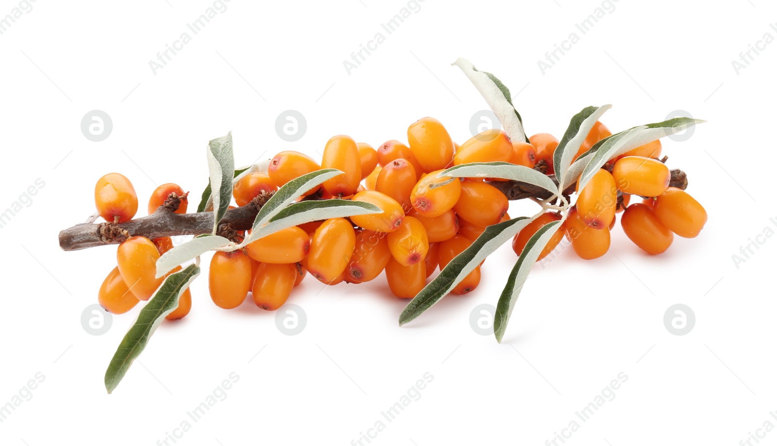 Photo of Fresh sea buckthorn berries with green leaves isolated on white