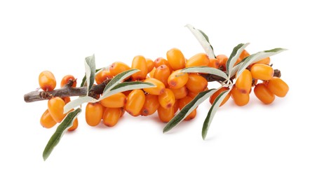 Photo of Fresh sea buckthorn berries with green leaves isolated on white