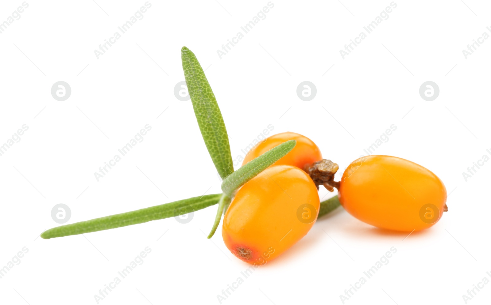 Photo of Fresh sea buckthorn berries with green leaves isolated on white