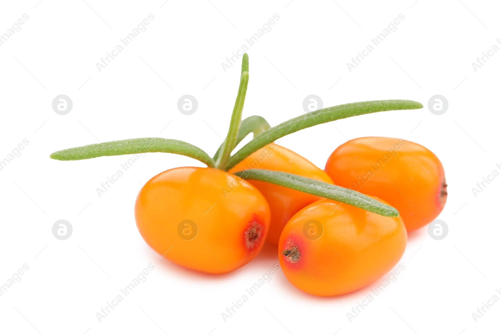 Photo of Fresh sea buckthorn berries with green leaves isolated on white