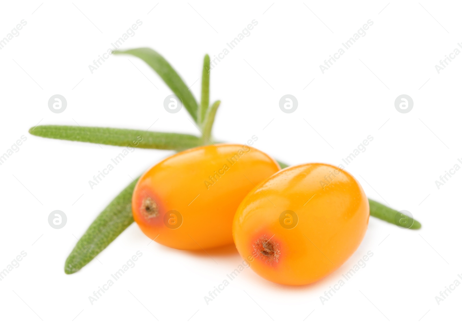 Photo of Fresh sea buckthorn berries with green leaves isolated on white