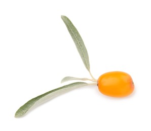 Photo of Fresh sea buckthorn berry with green leaves isolated on white
