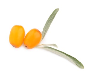 Photo of Fresh sea buckthorn berries with green leaves isolated on white