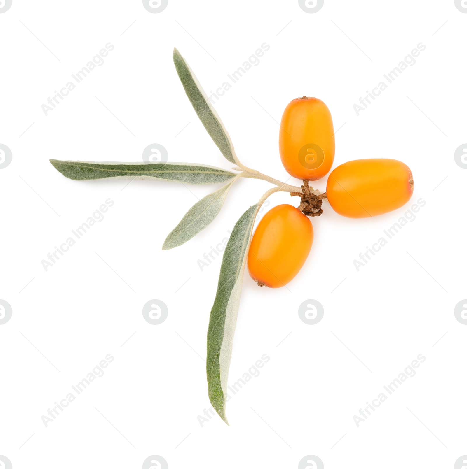 Photo of Fresh sea buckthorn berries with green leaves isolated on white