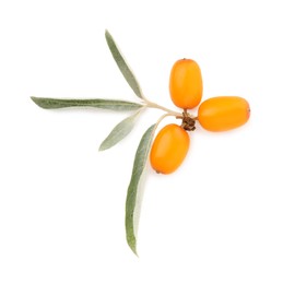 Photo of Fresh sea buckthorn berries with green leaves isolated on white