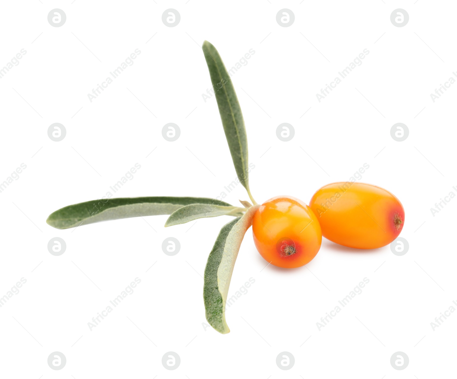 Photo of Fresh sea buckthorn berries with green leaves isolated on white