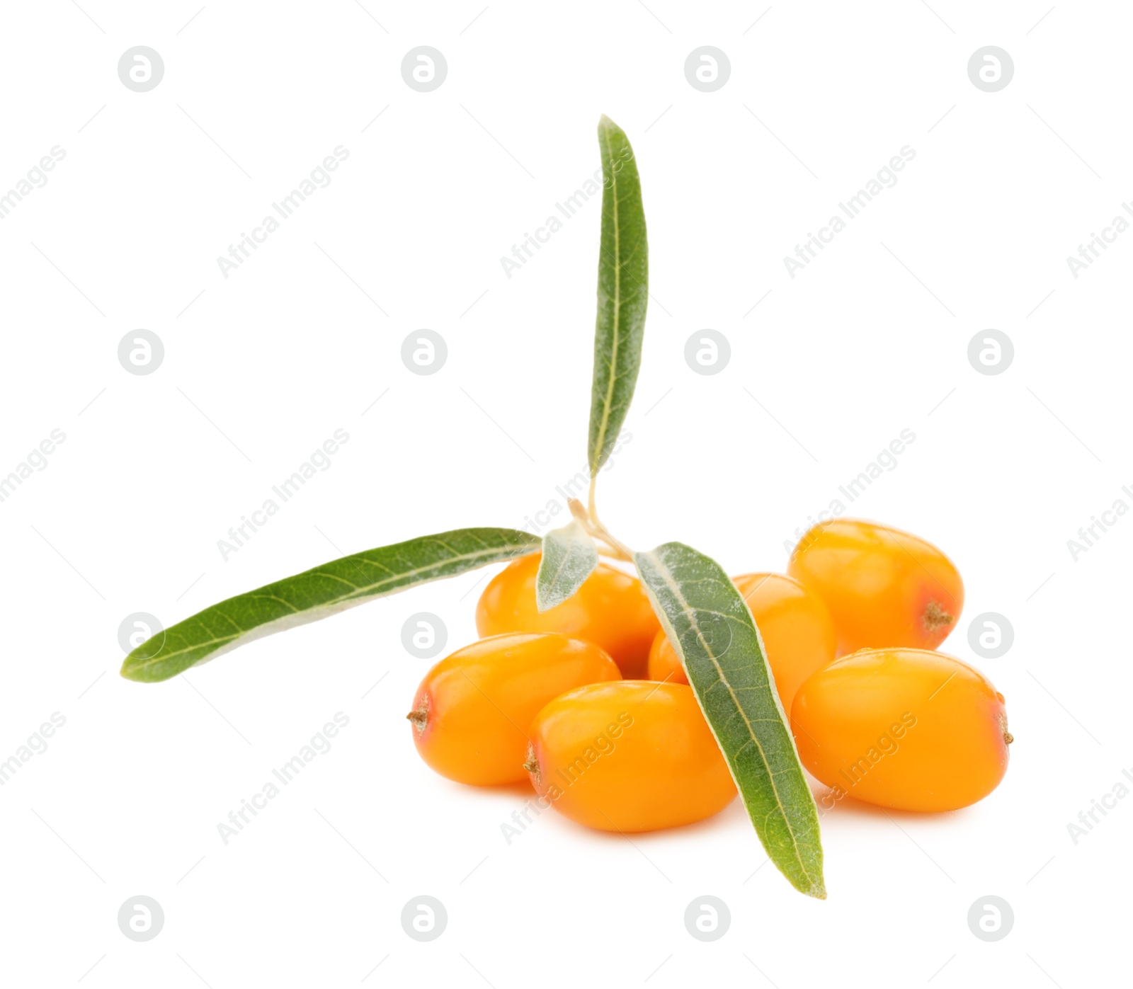 Photo of Fresh sea buckthorn berries with green leaves isolated on white