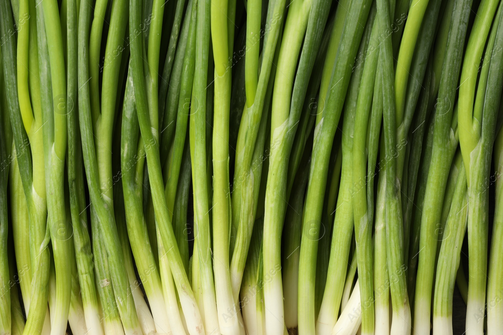 Photo of Fresh green spring onions as background, top view