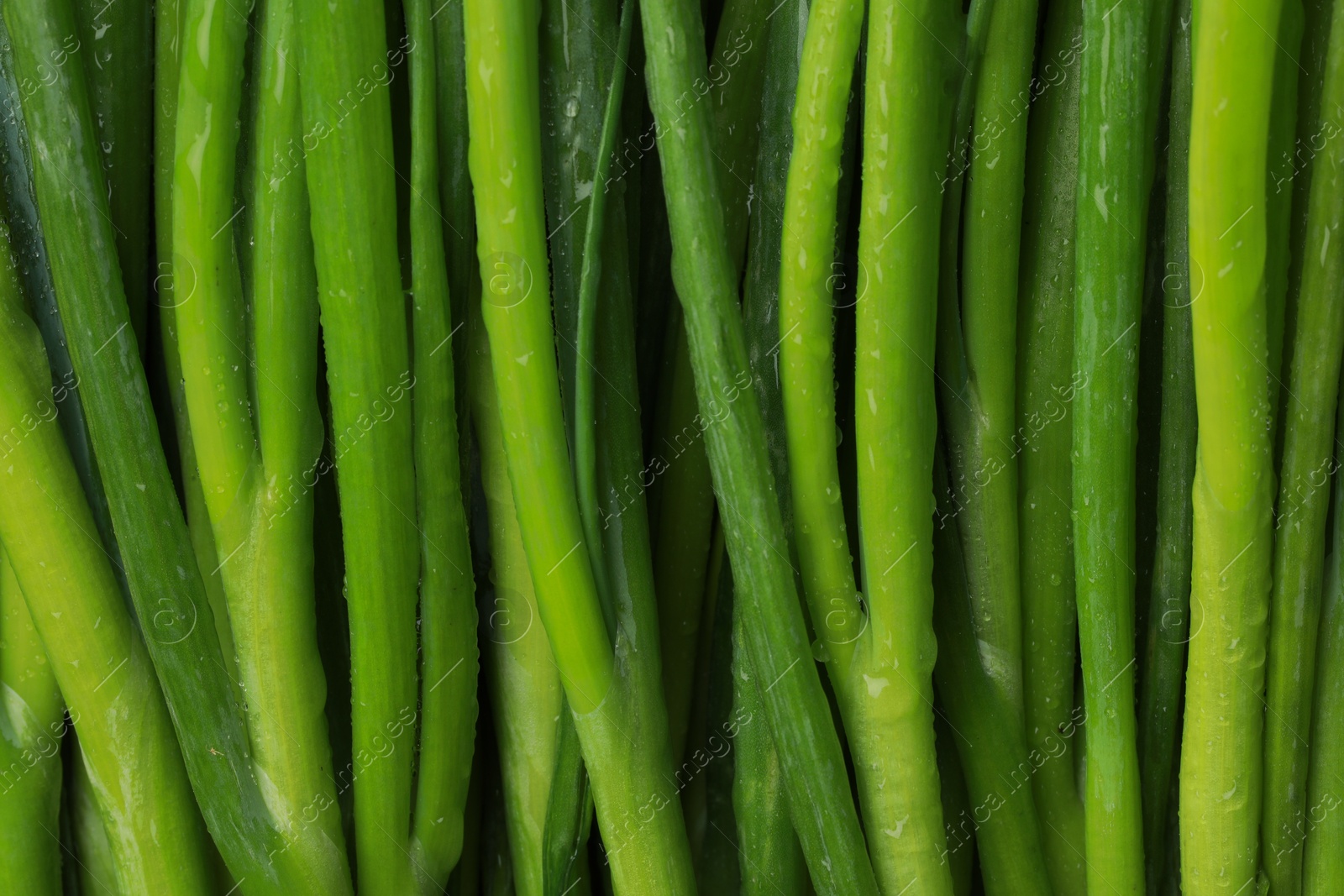 Photo of Fresh green spring onions with water drops as background, top view