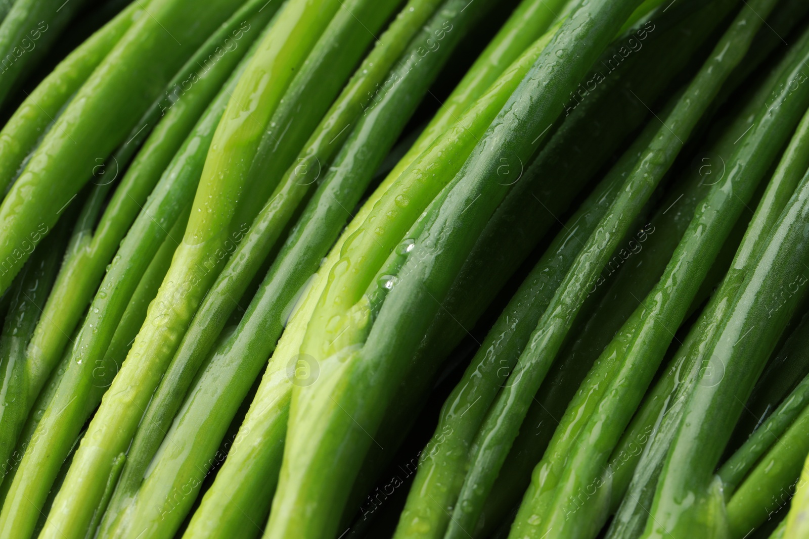 Photo of Fresh green spring onions with water drops as background, closeup