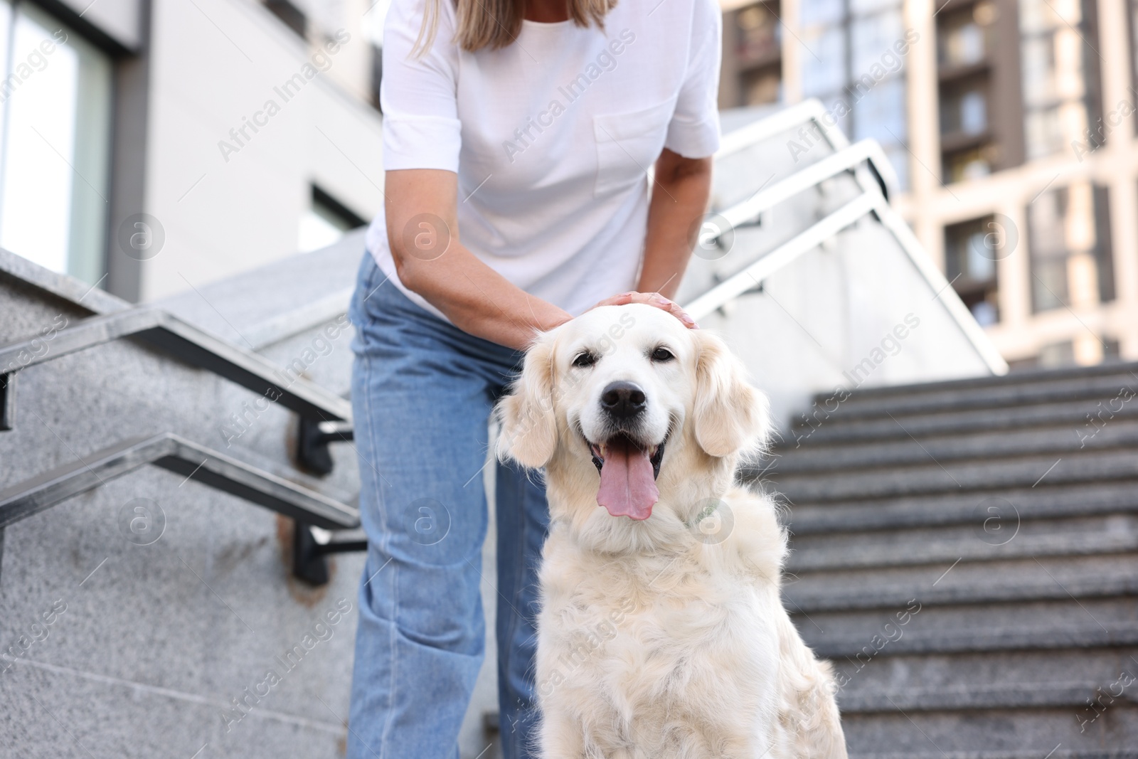 Photo of Senior woman with her adorable Golden Retriever dog on stairs outdoors, closeup