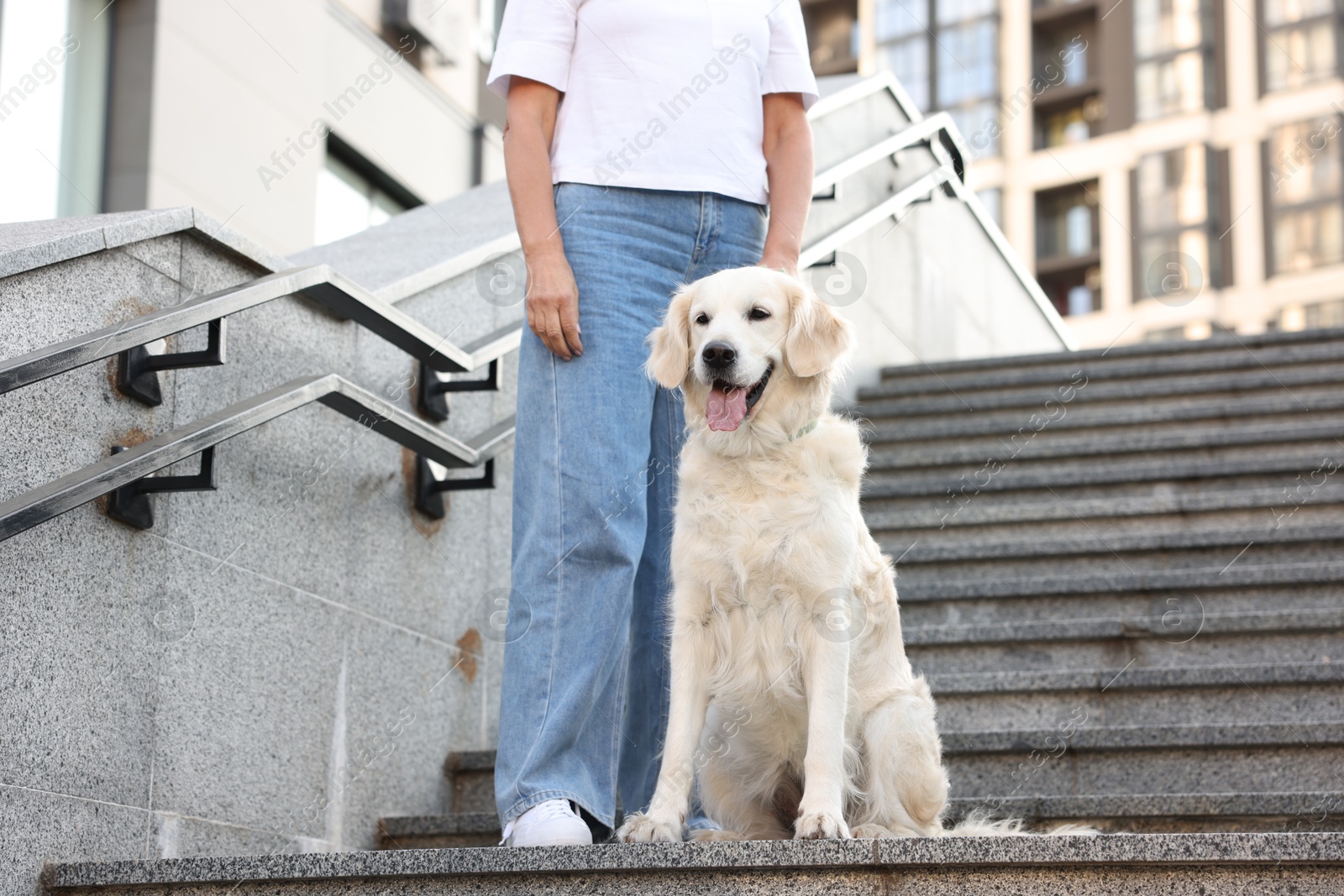Photo of Senior woman with her adorable Golden Retriever dog on stairs outdoors, closeup