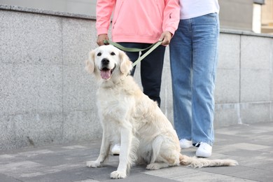 Photo of Senior couple with adorable Golden Retriever dog outdoors, closeup