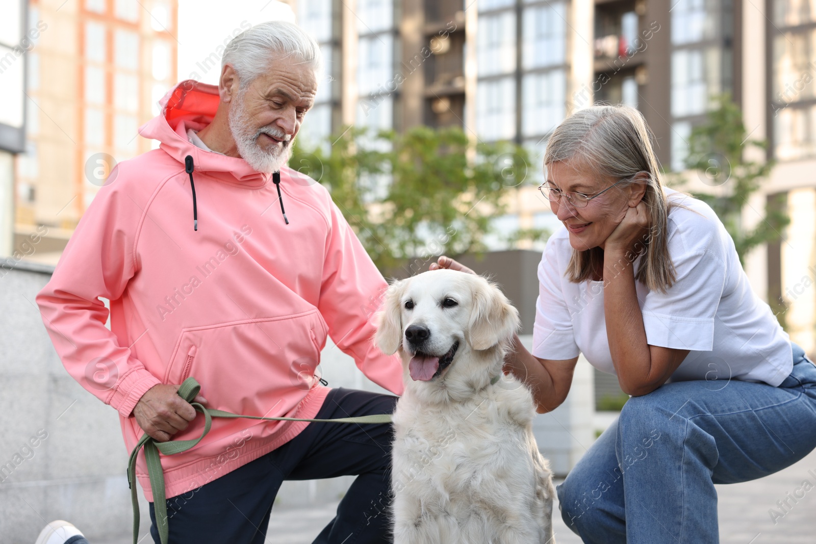 Photo of Happy senior couple with adorable Golden Retriever dog outdoors