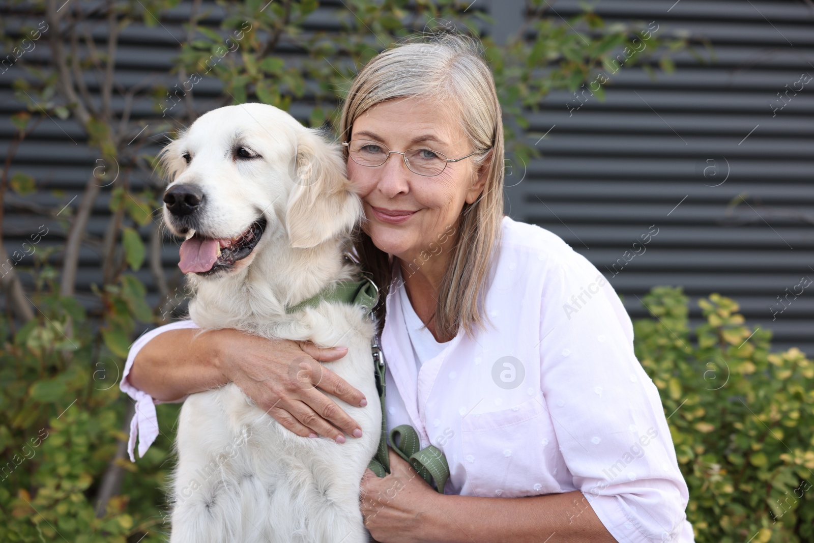 Photo of Portrait of senior woman with adorable Golden Retriever dog outdoors