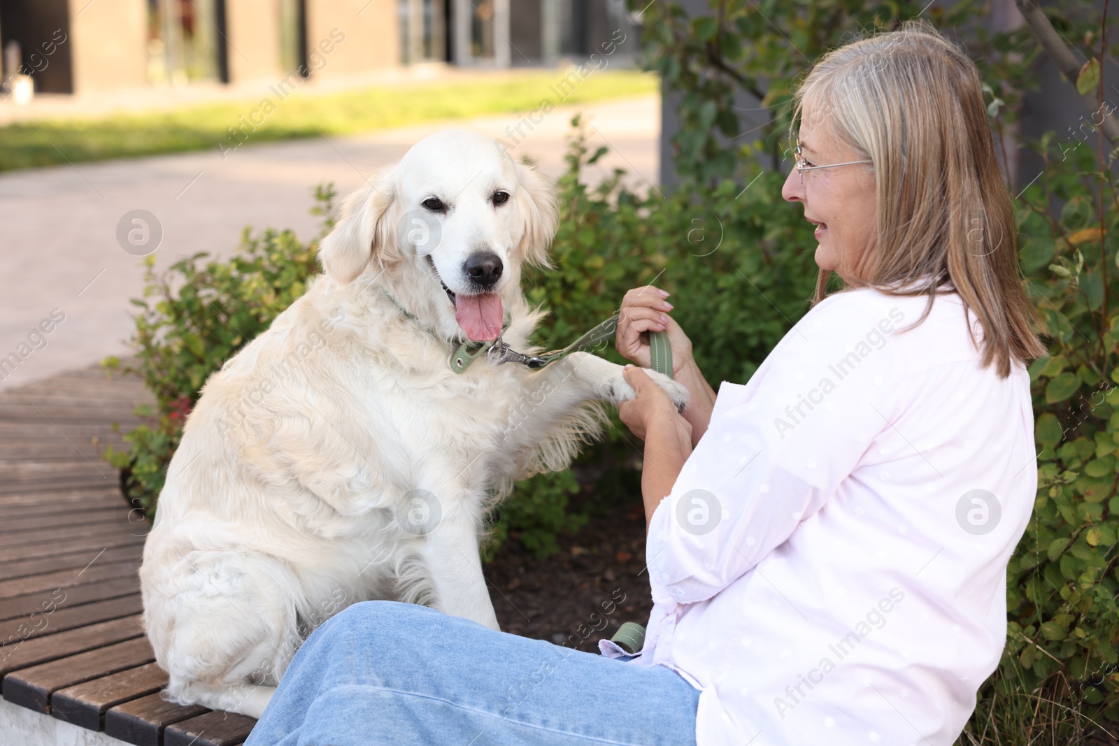Photo of Adorable Golden Retriever dog giving paw to owner on bench outdoors