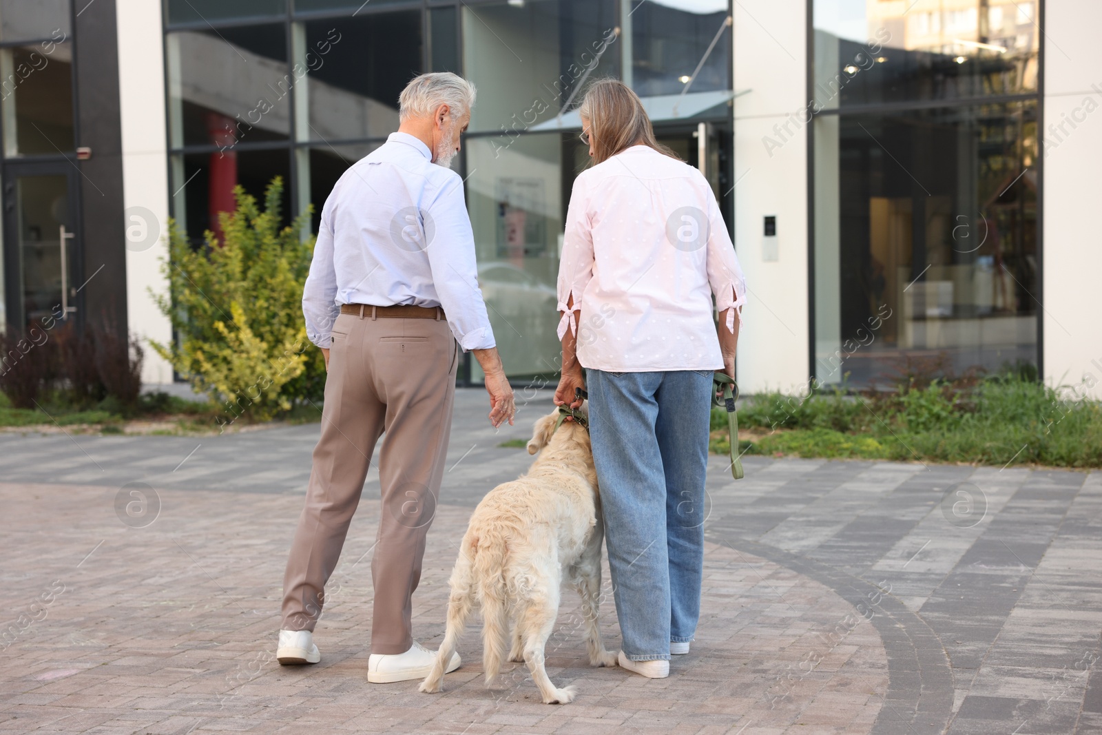 Photo of Senior couple walking with Golden Retriever dog outdoors, back view