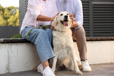 Photo of Senior couple with Golden Retriever dog on bench outdoors, closeup