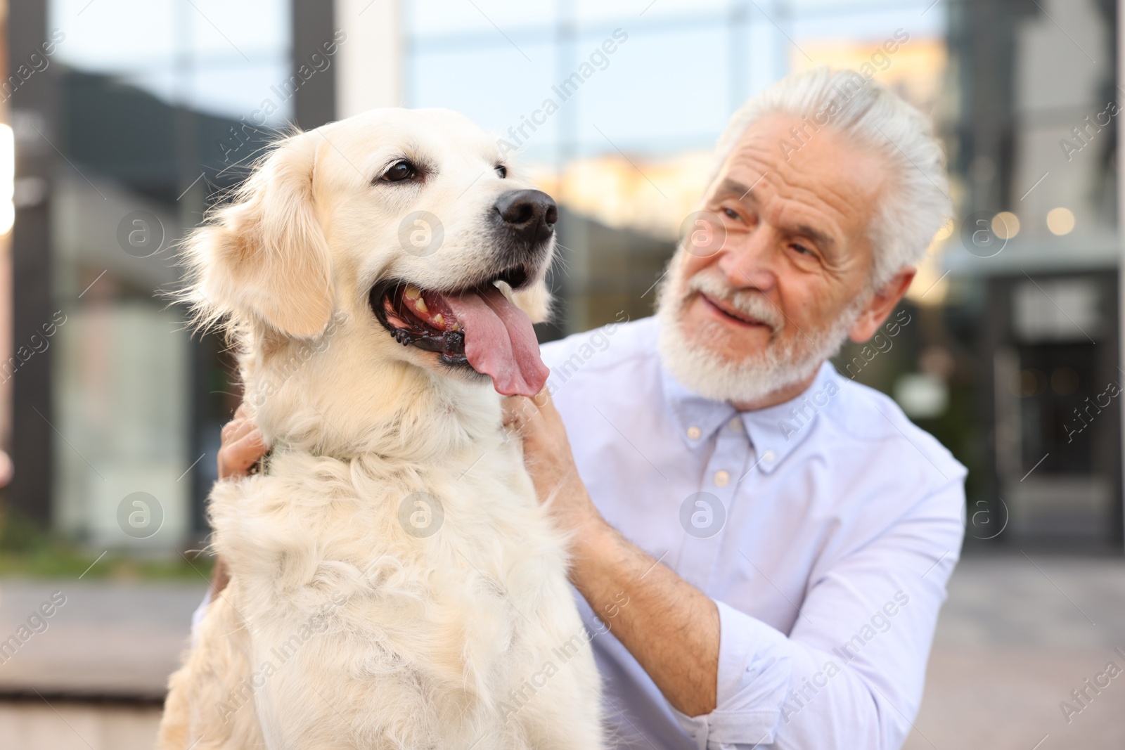 Photo of Smiling elderly man with adorable Golden Retriever dog outdoors