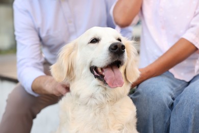 Photo of Adorable Golden Retriever dog and his owners outdoors, closeup