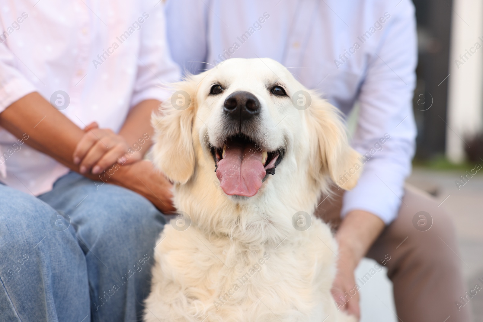 Photo of Adorable Golden Retriever dog and his owners outdoors, closeup