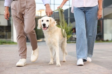 Photo of Senior couple walking with adorable Golden Retriever dog outdoors, closeup