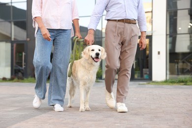Photo of Senior couple walking with adorable Golden Retriever dog outdoors, closeup