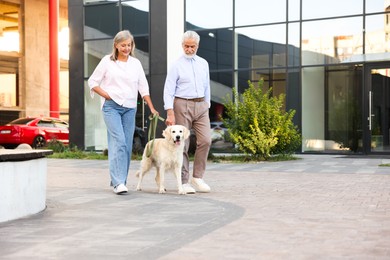 Photo of Senior couple walking with adorable Golden Retriever dog outdoors. Space for text