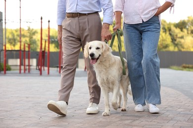 Photo of Senior couple walking with adorable Golden Retriever dog outdoors, closeup