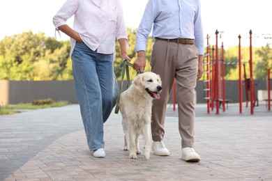 Photo of Senior couple walking with adorable Golden Retriever dog outdoors, closeup