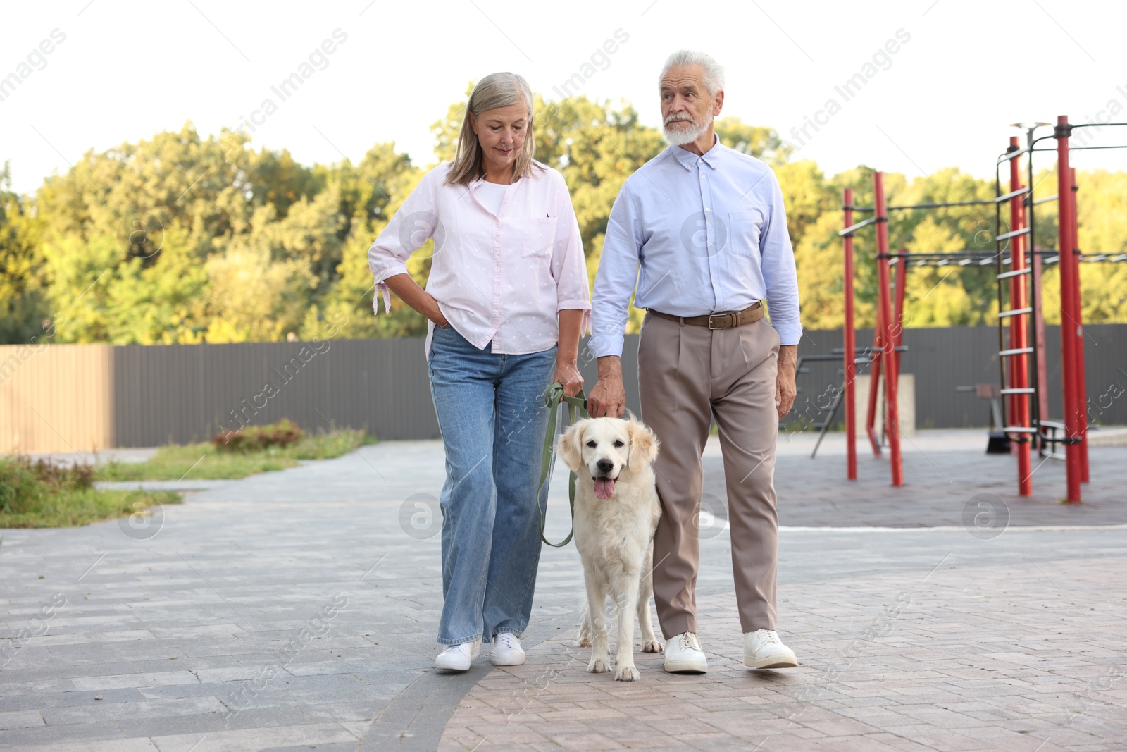 Photo of Senior couple walking with adorable Golden Retriever dog outdoors