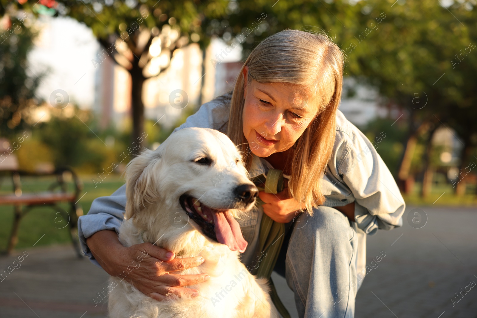 Photo of Senior woman with adorable Golden Retriever dog outdoors