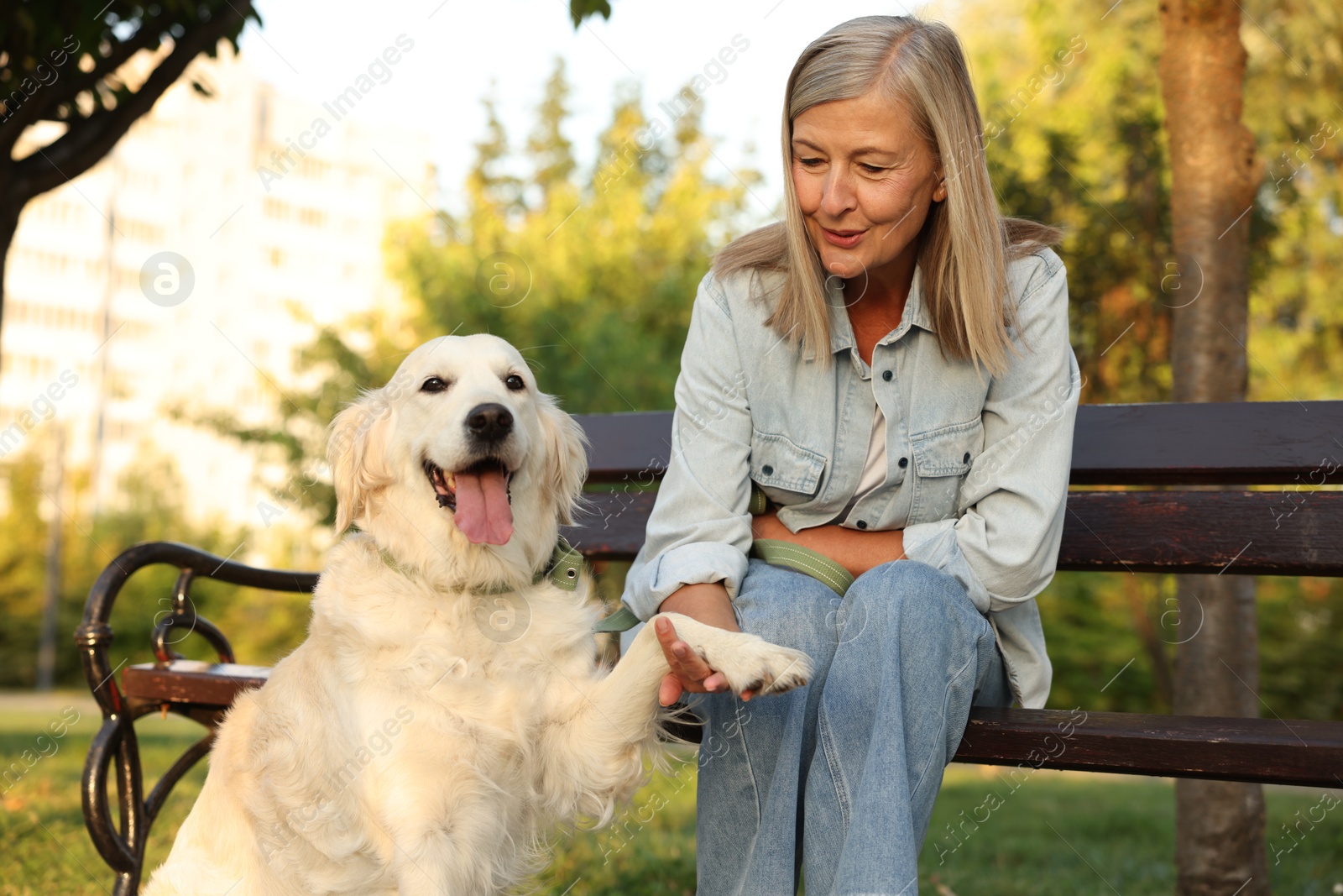 Photo of Adorable Golden Retriever dog giving paw to owner outdoors