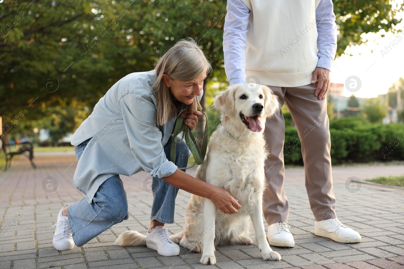 Photo of Senior couple with adorable Golden Retriever dog outdoors, closeup