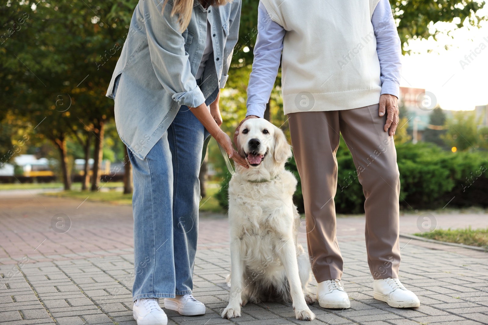 Photo of Senior couple with adorable Golden Retriever dog outdoors, closeup