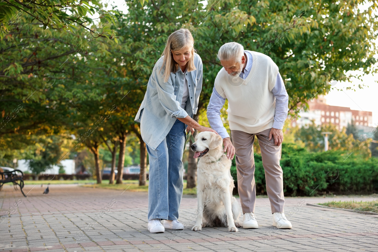 Photo of Senior couple with adorable Golden Retriever dog outdoors. Space for text