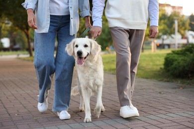 Photo of Senior couple walking with adorable Golden Retriever dog outdoors, closeup