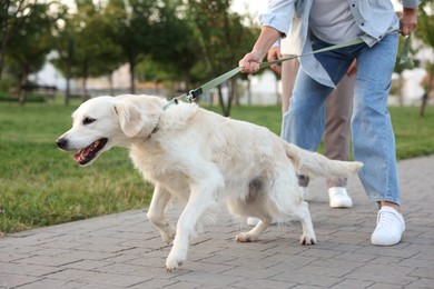 Photo of Woman walking with adorable Golden Retriever dog outdoors, closeup