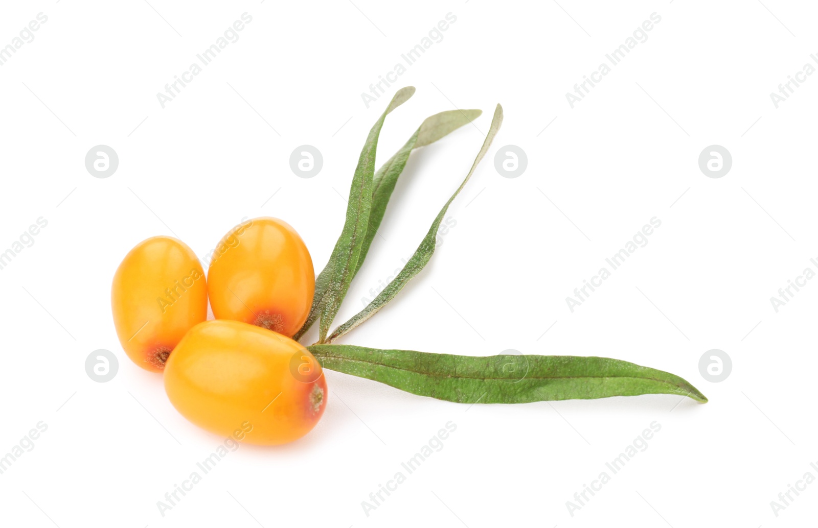 Photo of Fresh sea buckthorn berries and green leaves isolated on white